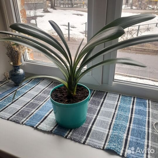 Кливия