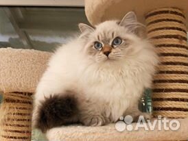 Невский котик