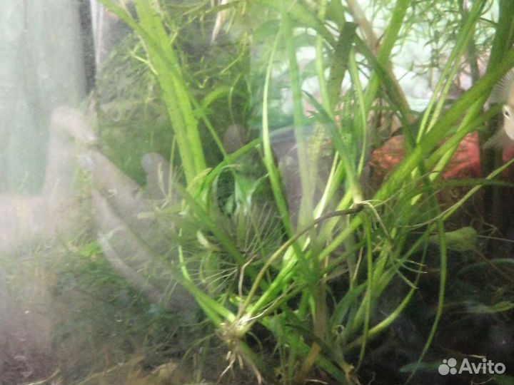 Растения в аквариум