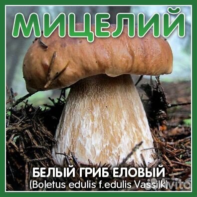 Мицелий Белых грибов (21 сорт) Boletus edulis