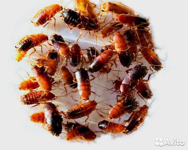 Сверчки и кормовые насекомые