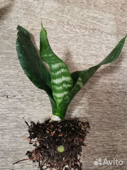 Сансевиерия Блэк даймонд