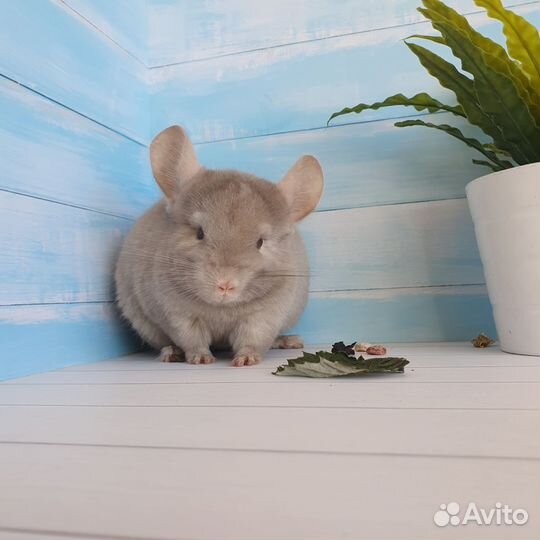 Шиншилла Самочка Редкого окраса