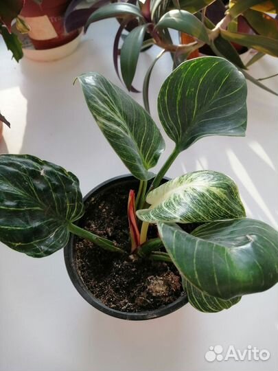 Продам цветы комнатные