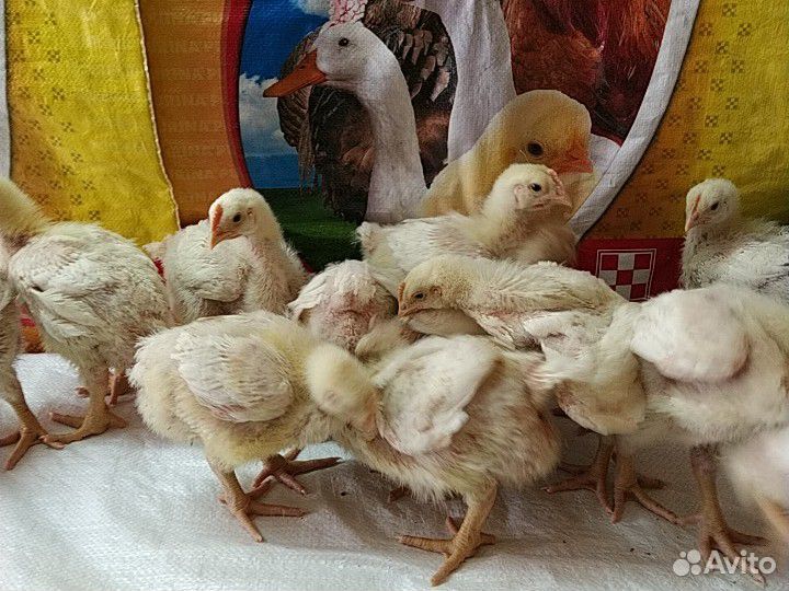 Цыпленок Бройлер