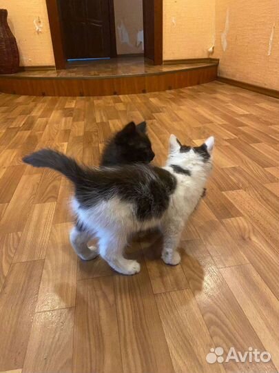 Котята в добрые руки бесплатно