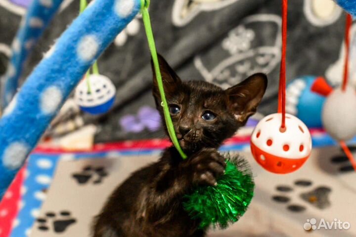 Ориентальные котята