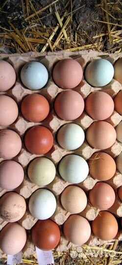 Инкубационное яйцо