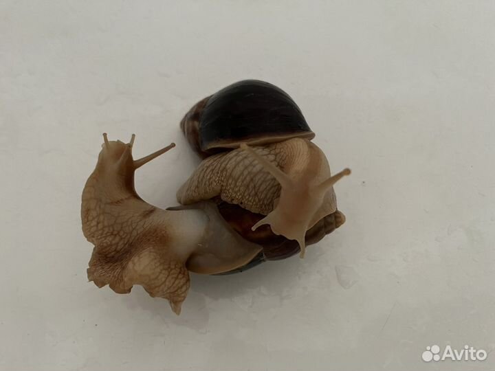 Улитки ахатины