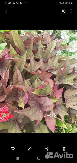 Ипомея батат и Колеусы