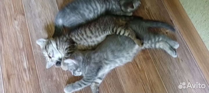 Котята в добрые руки бесплатно