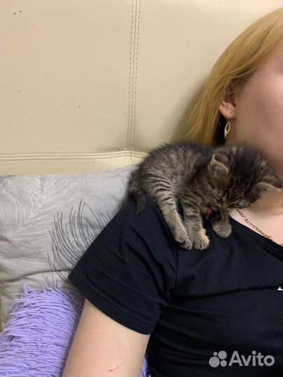 Котята в добрые руки бесплатно