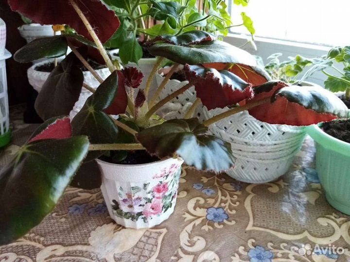 Бегония, узамбарская фиалка