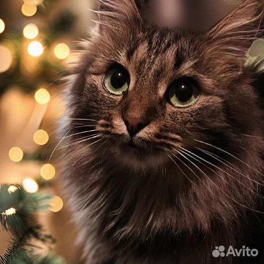 Кошка в дар