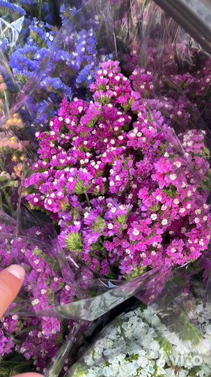 Роза опт и розница