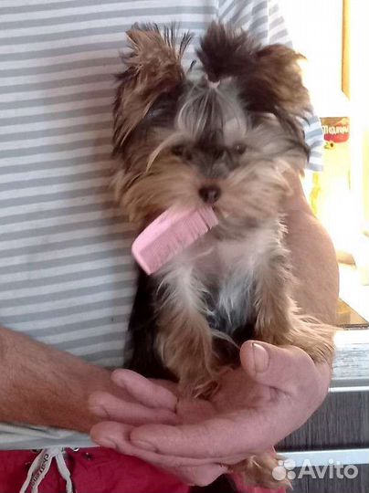 Йоркширский терьер мини беби фейс