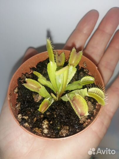 Ростки венериной мухоловки