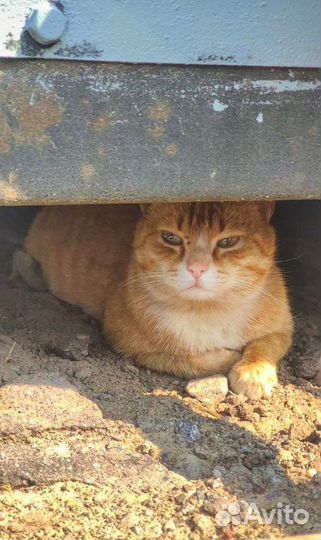Нектаринчик (рыжий кот)