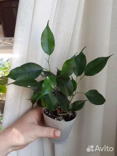 Фикус Даниэль и Анастасия