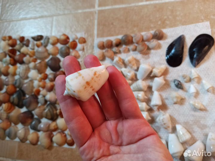 Морские ракушки раковины