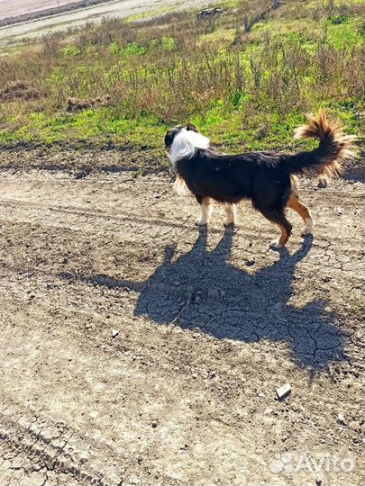 Аусси шенки