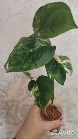 Монстера Лехлериана