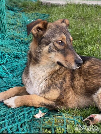 Щенок бесплатно в добрые руки