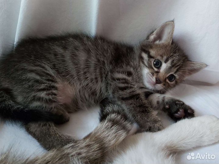 Кошки-шпротинки в добрые руки