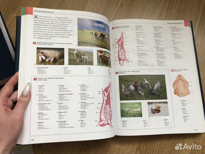 Иллюстрированный словарь английский, французский