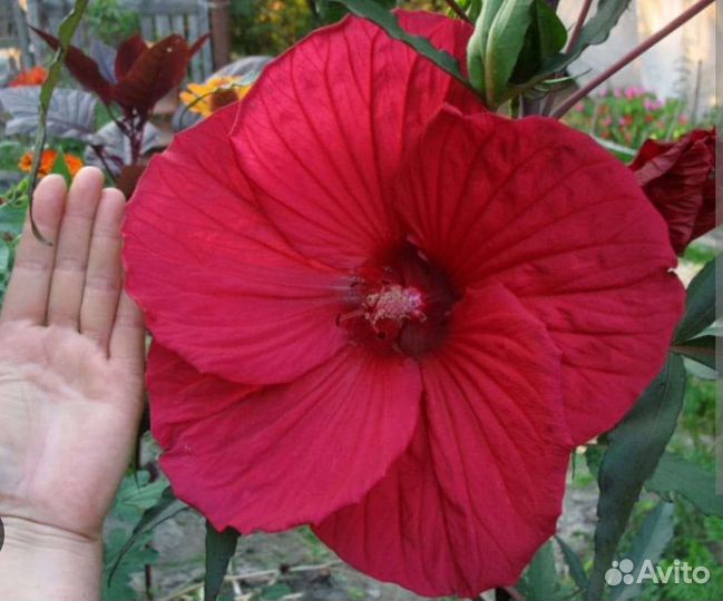 Гибискус болотный