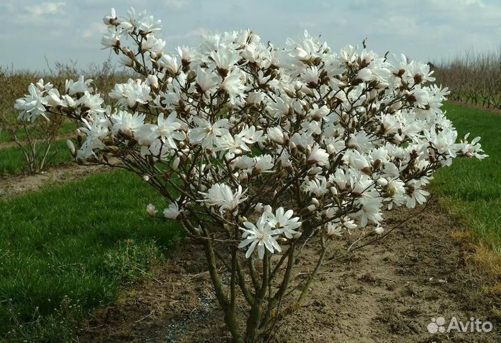 Магнолия звездчатая