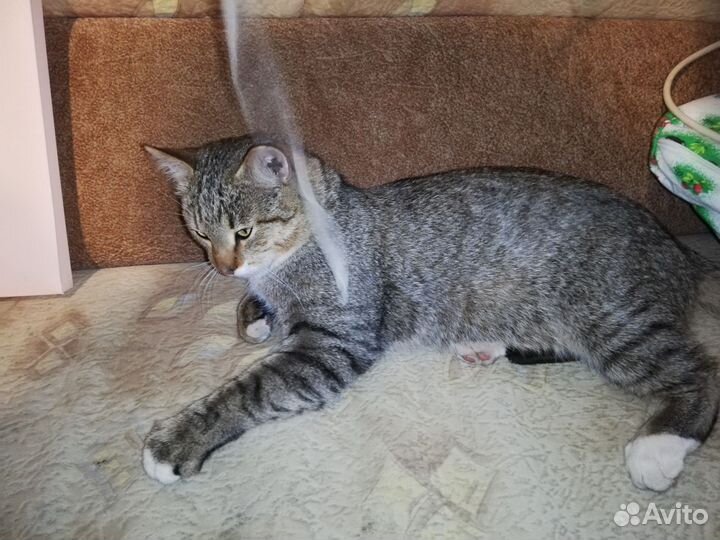 Отдам кота в добрые руки