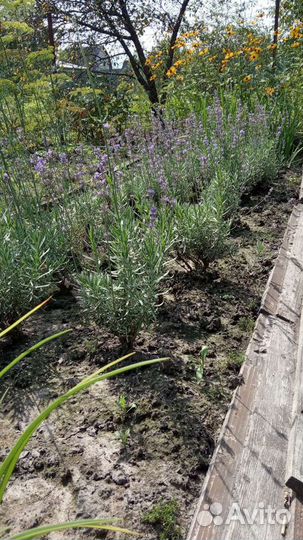 Лаванда узколистная