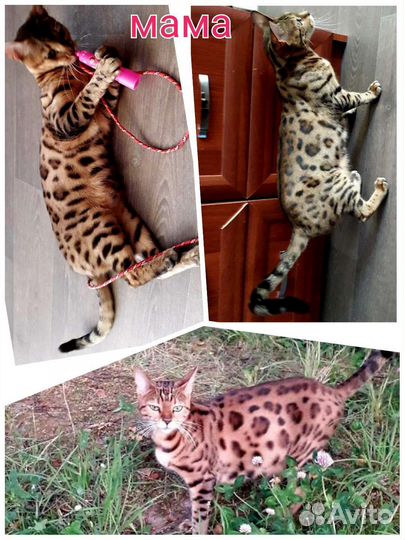 Бенгальские котята