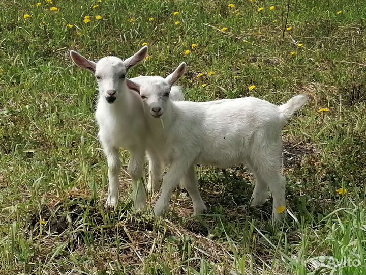 Козлики зааненской породы