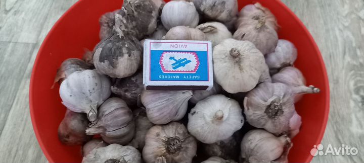 Чеснок домашний