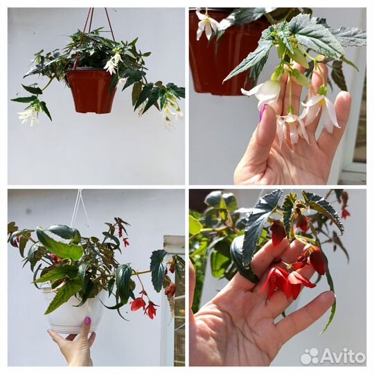 Бегония беллекония,вербена ампельная вегетативная