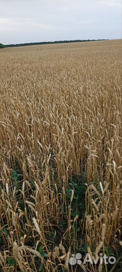 Тракторист механизатор с проживанием