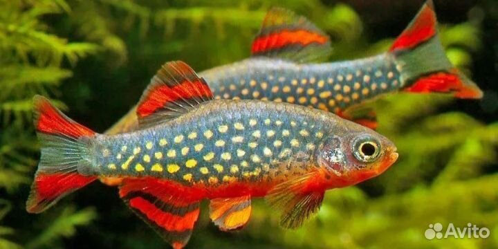 Аквариумные рыбки