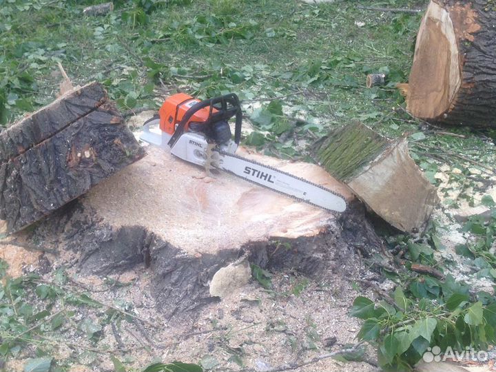 Спил деревьев. Дерево спилить. Срубить дерево