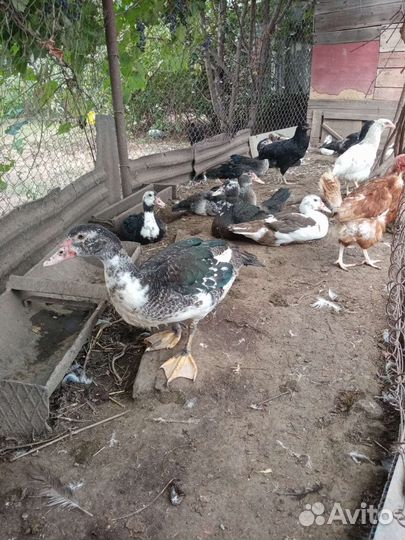 Мускусные утки и подсадные