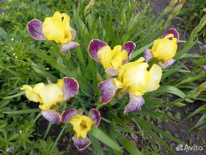 Ирис или обмен на многолетние цветы