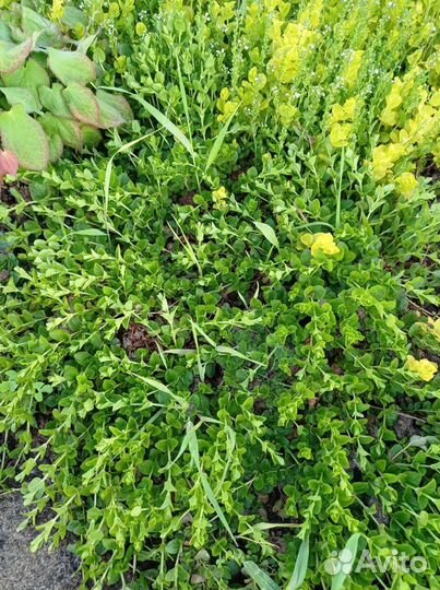 Почвопокровные растения