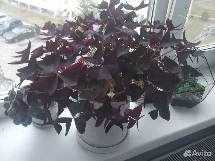 Кислица оксалис