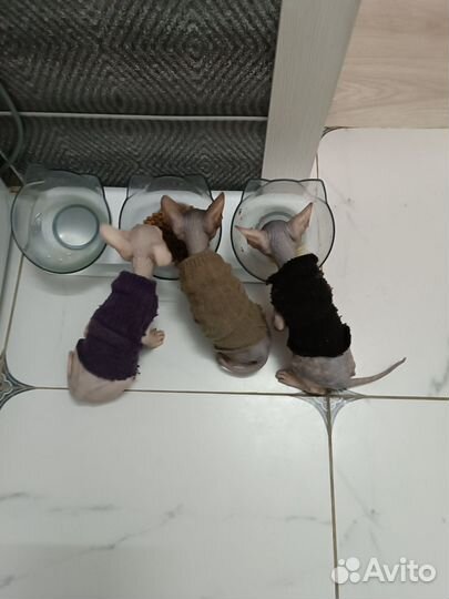 Донской сфинкс котята