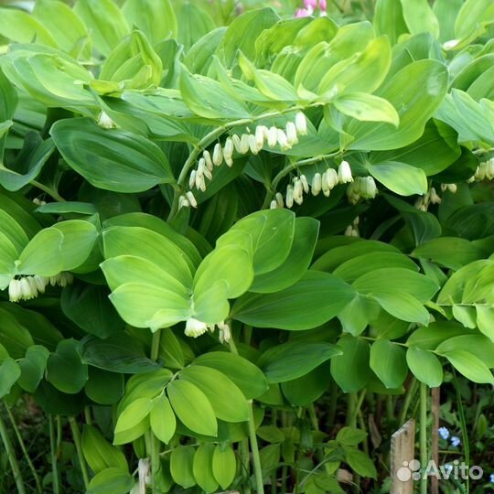 Купена многоцветковая