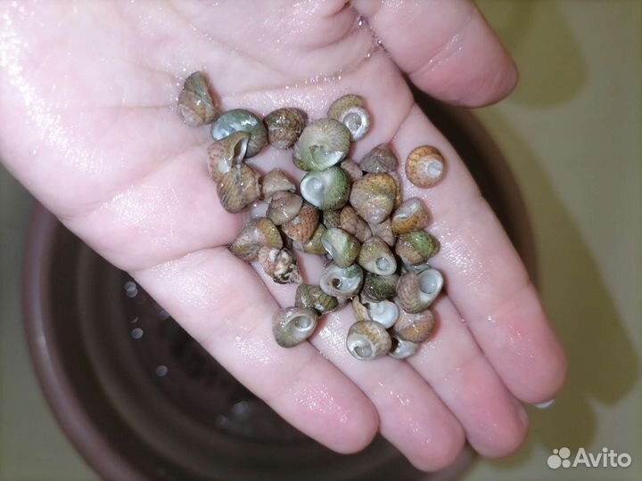 Морские ракушки гибула