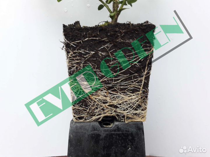 Бересклет форчуна.Бересклет Японский.Дёрен.Лаванда