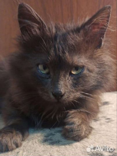 Шоколадный котёнок