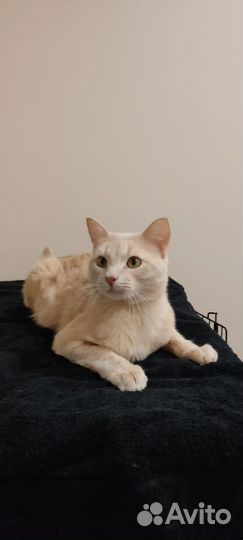 Рыжий-персиковый кот в добрые руки